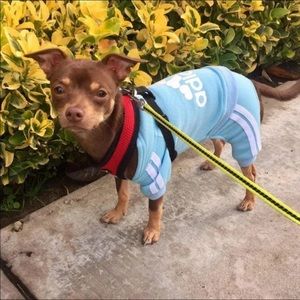 Adidog Pet Dog Puppy Hoodies Outfit Adidas